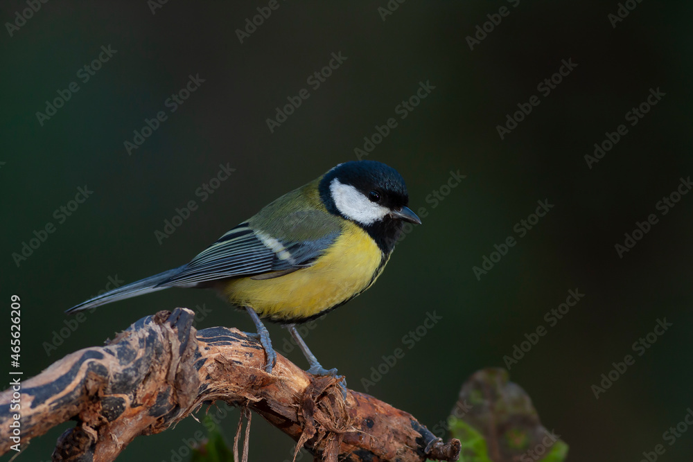 Naklejka premium cute little bird in yellow black colors,Great Tit, Parus major