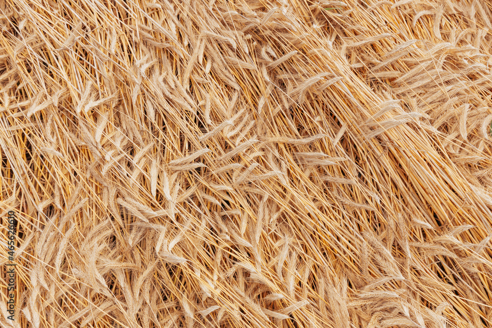 Ripe rye ears background pattern. Ripe rye ears background pattern.