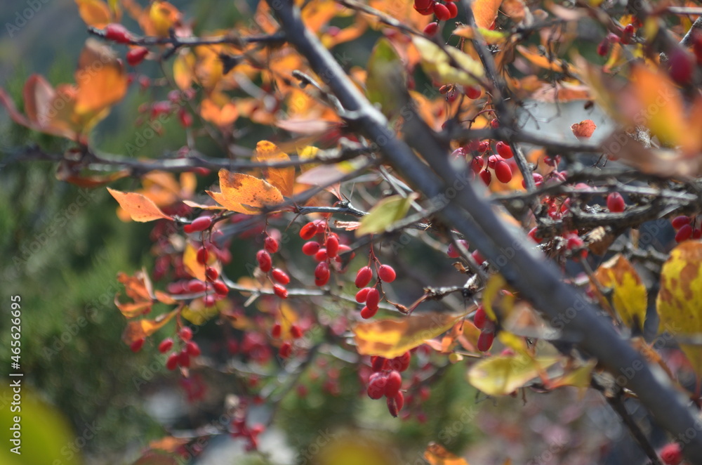 Autumn leaves and berries of barberry Autumn leaves and berries of barberry