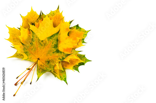 Autumn fallen maple leaves isolated on white background. Set of yellow  orange and green maple leaves. 