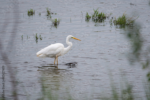 Great white egret on the lake