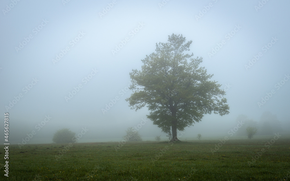 Fototapeta premium tree in fog