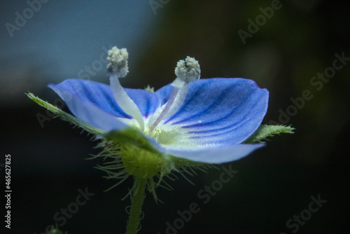 flor veronica azul, foto macro