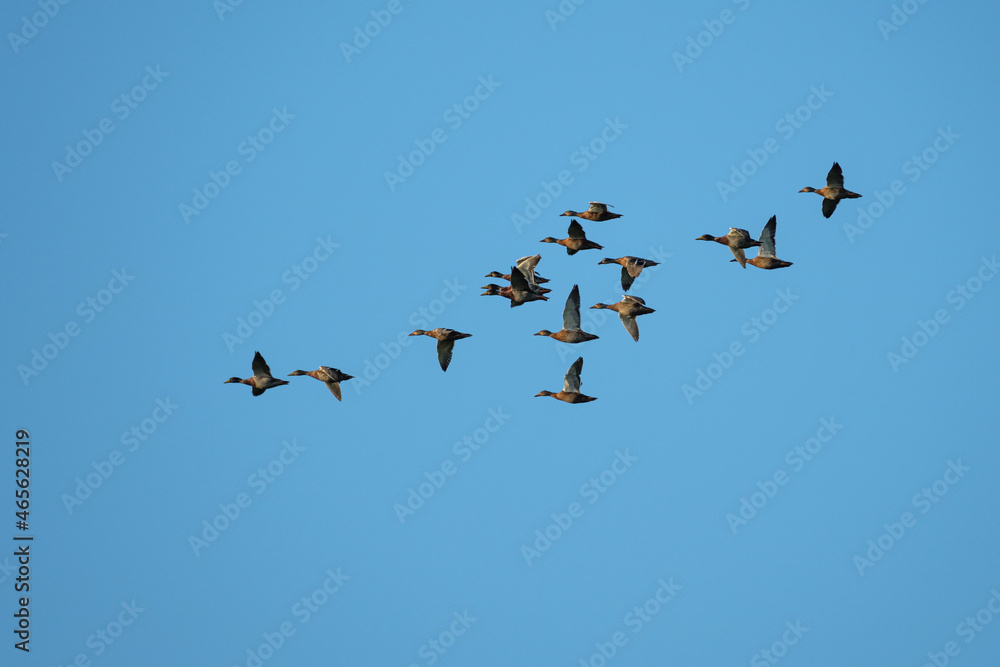 Obraz premium Geese in flight
