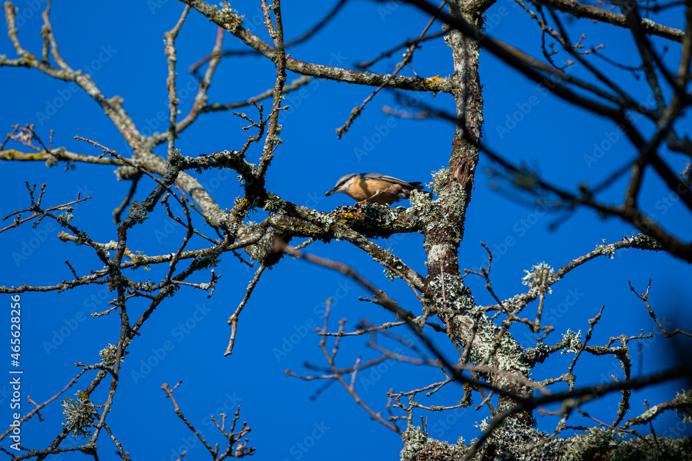 Wooden nuthatch on a tree in front of the blue sky Wooden nuthatch on a tree in front of the blue sky