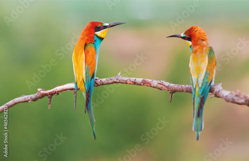 pair of paradise colorful birds on a branch