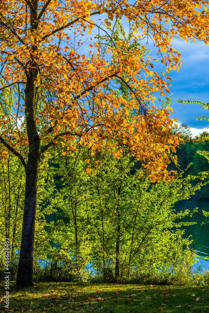 Autumn lanscape at lake, sunlit trees, dark on dark blue sky background Autumn lanscape at lake, sunlit trees, dark on dark blue sky background