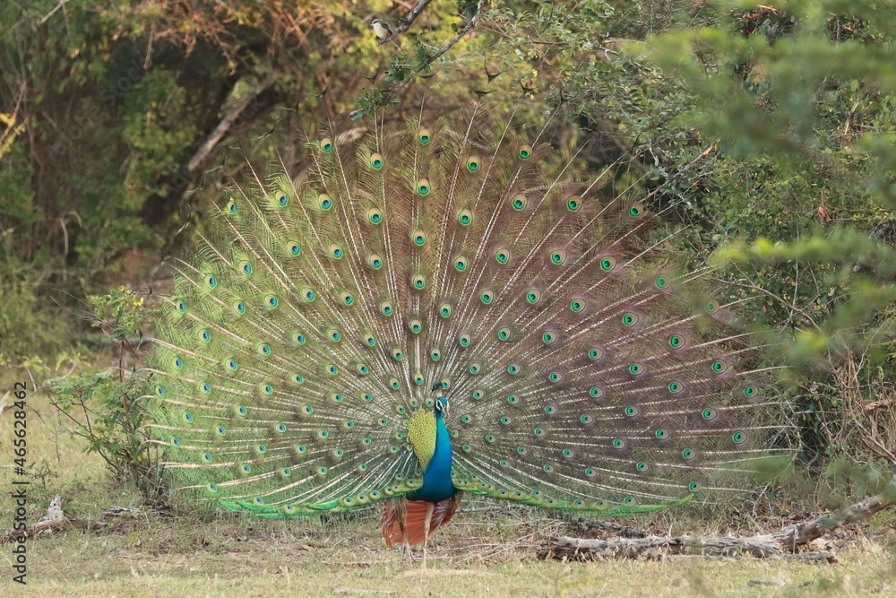 Obraz premium peacock with feathers out