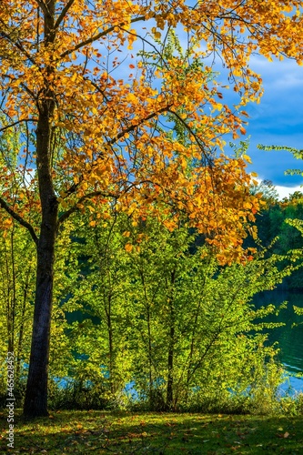 Autumn lanscape at lake, sunlit trees, dark on dark blue sky background