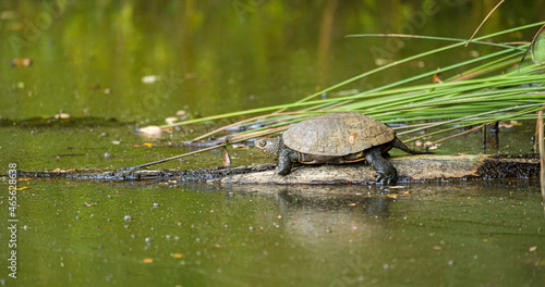  European pond turtle (Emys orbicularis) in Brenne, France.