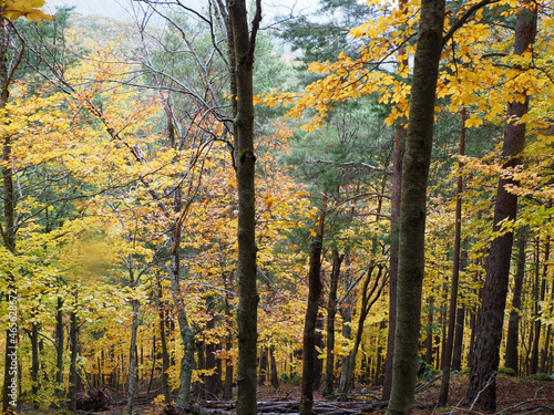 autumn in the forest