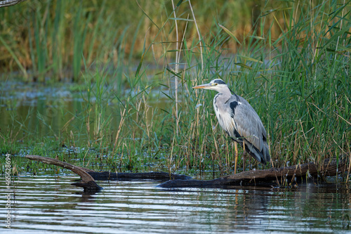 Grey heron on the lake in the wild - France Brenne