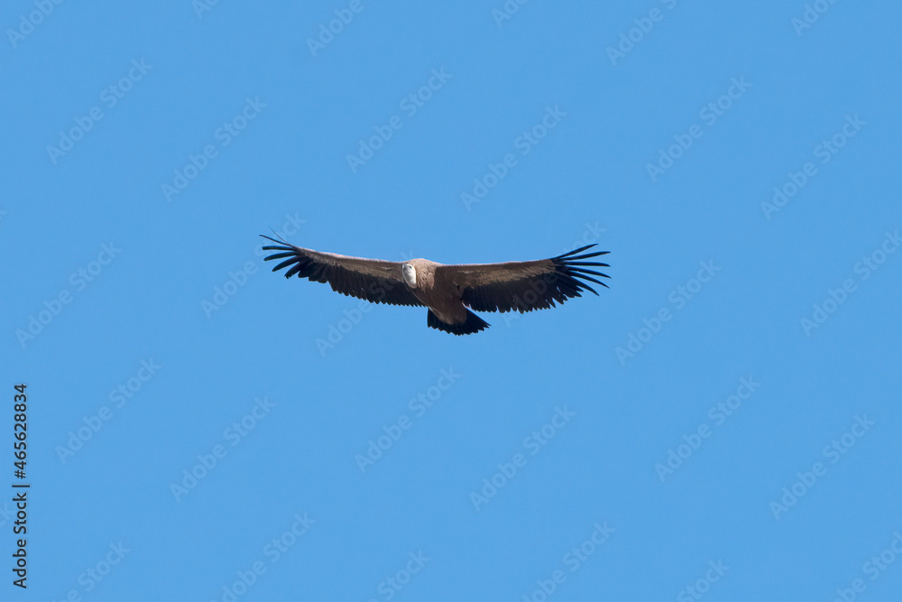 Griffon Vulture flying in Santa Cilia de Panzano Spain. Griffon Vulture flying in Santa Cilia de Panzano Spain.