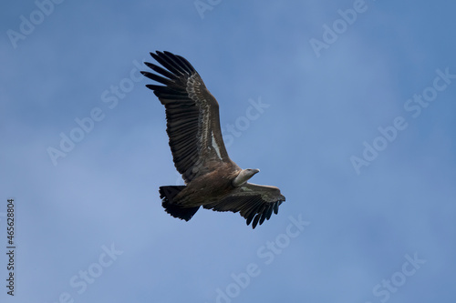 Griffon Vulture flying in  Santa Cilia de Panzano Spain. © Klaas