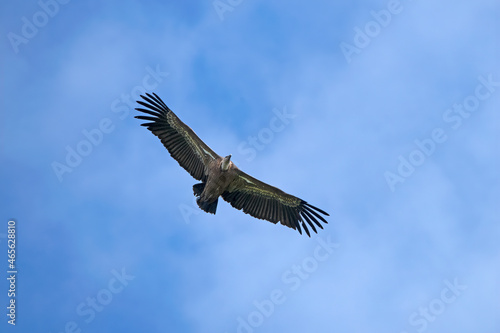 Griffon Vulture flying in  Santa Cilia de Panzano Spain. © Klaas