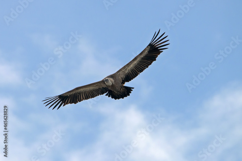 Griffon Vulture flying in  Santa Cilia de Panzano Spain.