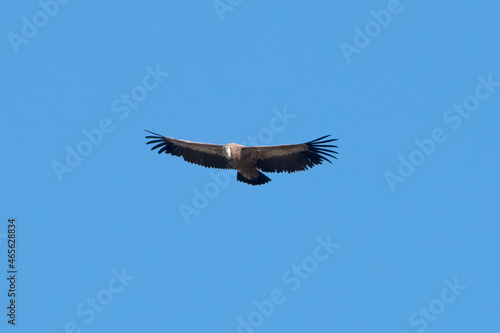 Griffon Vulture flying in  Santa Cilia de Panzano Spain.