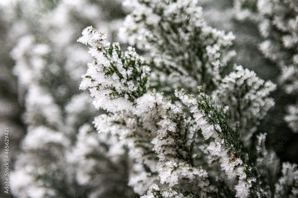 Snowy landscape. Snow and snowfalkes on the tree branch. Christmas and xmas theme. Frosty weather.