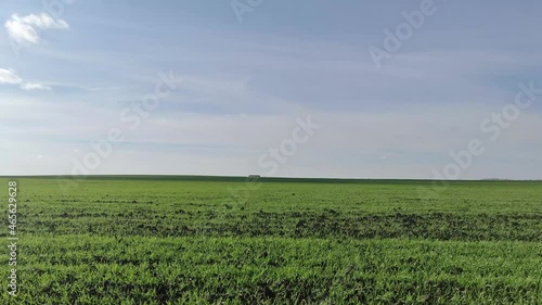 green grass and blue sky
