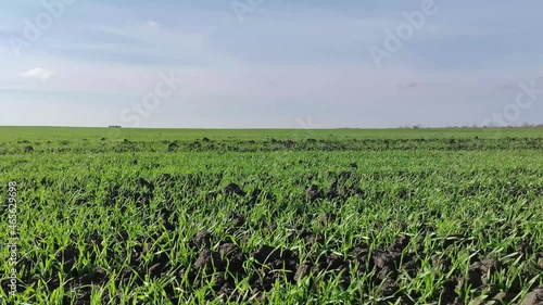 green grass and blue sky