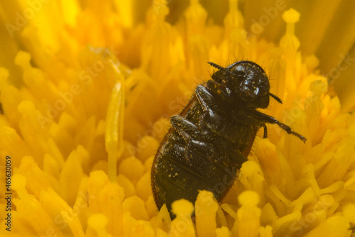 escarabajo disfrutando de polen en flor amarilla  photo
