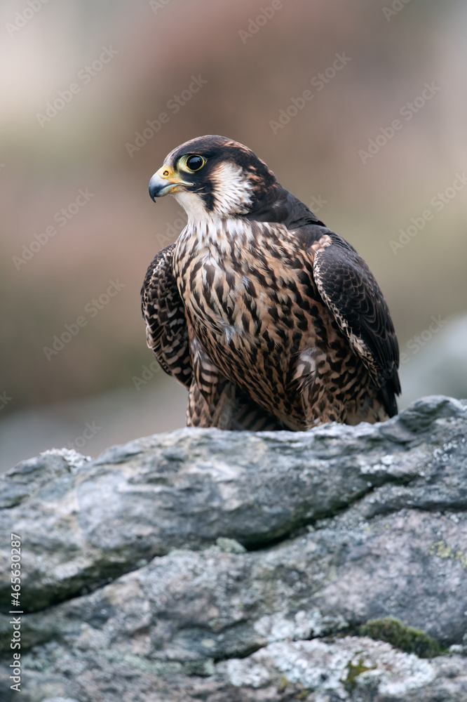 Fototapeta premium Peregrine Falcon (Falco peregrines) surveying surroundings from a high rocky ledge