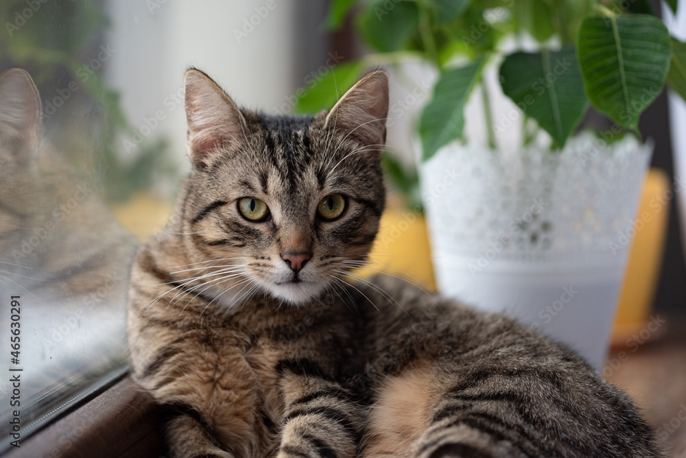 A tabby cat on a window sill against a blurry background with a flower. Reflection in the glass.