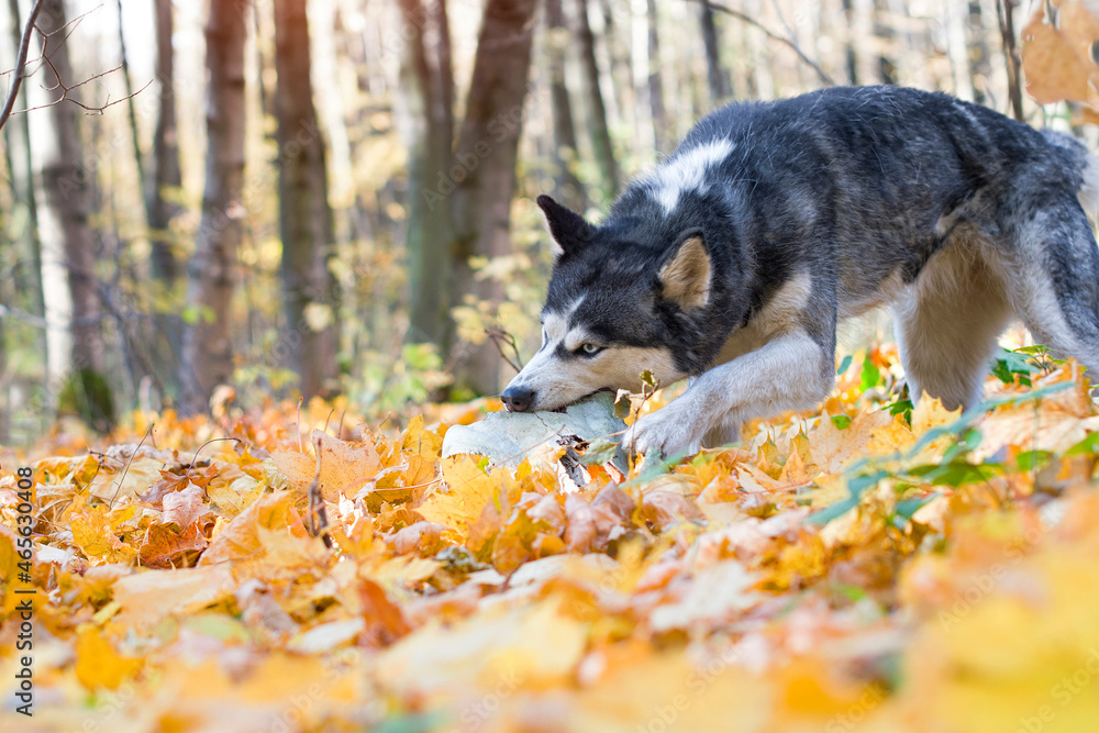 husky dog nibbles bone husky dog nibbles bone