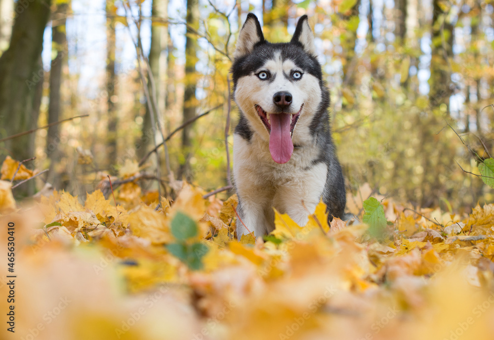 Obraz premium portrait of siberian husky