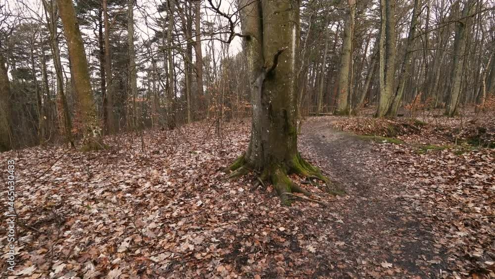 Walking in Lithuania reserve Baltic seaside forest in autumn. Old and big leafles trees and ground covered with dry brown color fallen trees. Walking in Lithuania reserve Baltic seaside forest in autumn. Old and big leafles trees and ground covered with dry brown color fallen trees.
