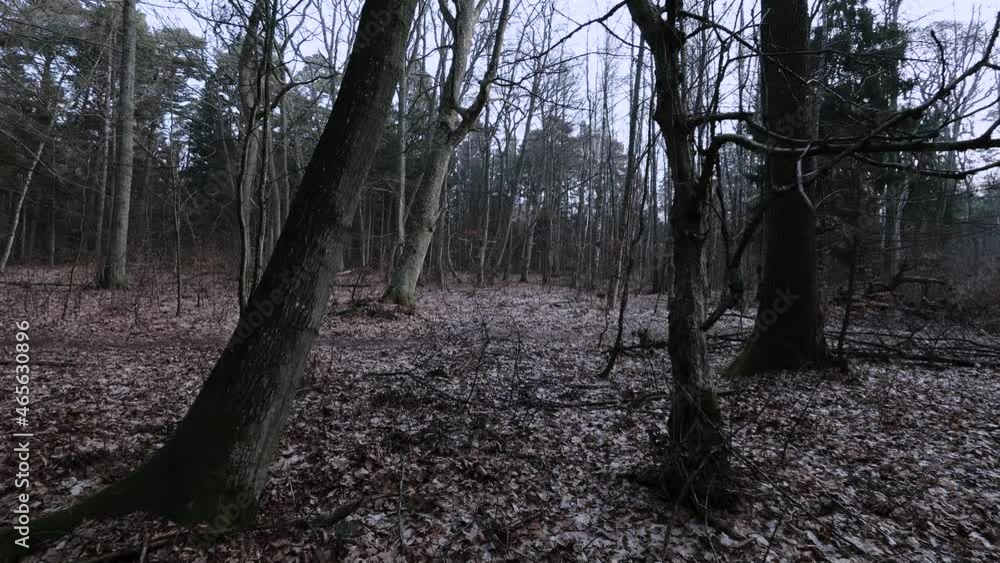 Walking in scary forest at dusk. Late autumn or winter forest at night. Walking in scary forest at dusk. Late autumn or winter forest at night.