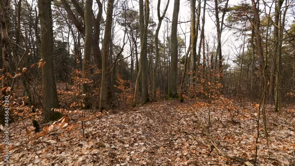 Walking forward in autumn forest. Leafless big trees and forest floor covered with fallen dry leaves. Autumn beauty concept. Walking forward in autumn forest. Leafless big trees and forest floor covered with fallen dry leaves. Autumn beauty concept.