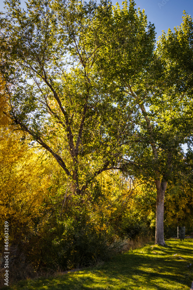 Fototapeta premium Green and Gold in the Trees