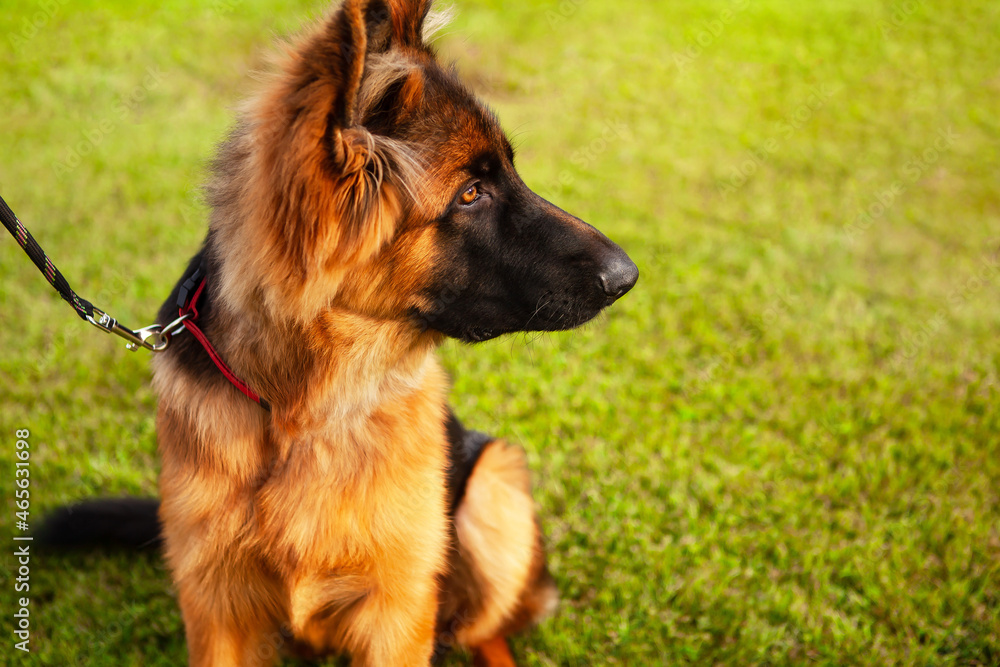 Portrait of a young German shepherd dog. Portrait of a young German shepherd dog.
