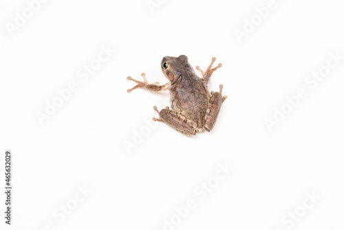 Cuban Tree Frog on white background 