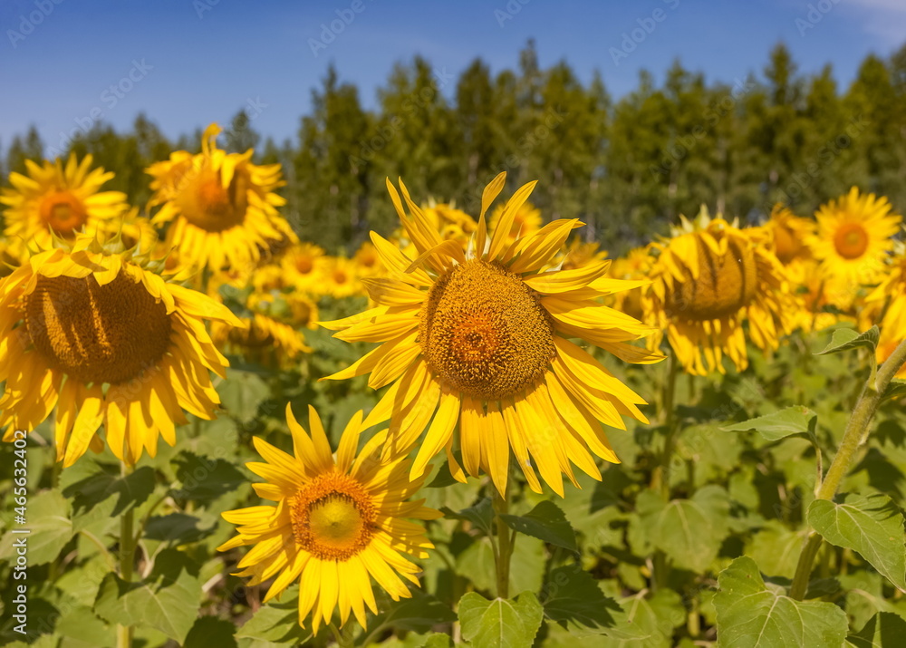 Fototapeta premium Yellow sunflower flowers close-up against the background of trees and blue sky in summer