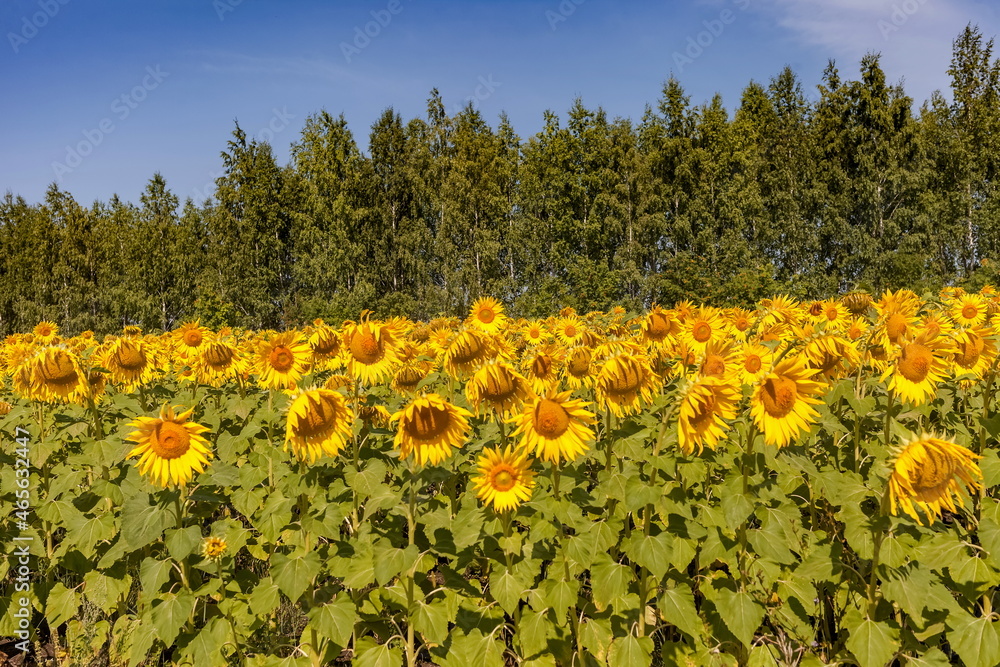 Fototapeta premium Yellow sunflower flowers on the background of trees and blue sky in summer