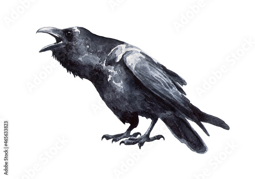 Old black bird raven isolated on white background. Watercolor drawing.  Corvus corax