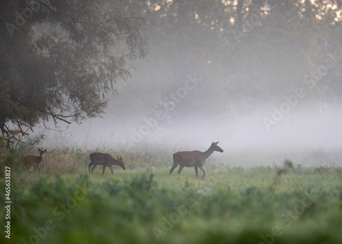 Hind and fawns in river on foggy morning