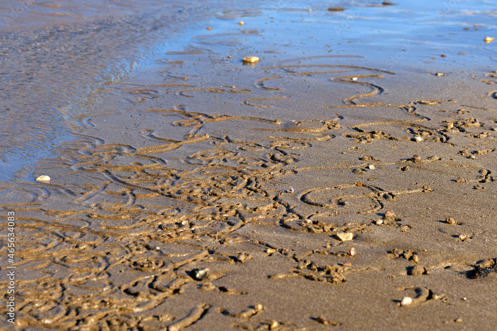 Wet sand on the beach. Texture. Shellfish traces. Wet sand on the beach. Texture. Shellfish traces.
