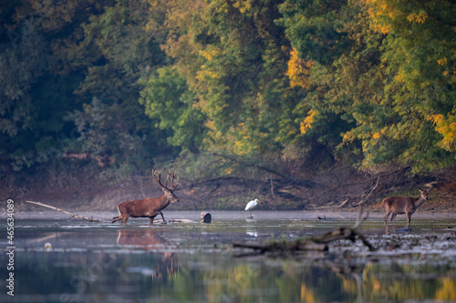 Red deer and hind in wilderness photo