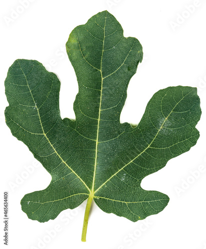 Fig leaf on white background