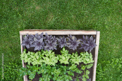 Close-up of purple and green basil growing on a flower bed in the garden, top view. Basil leaves. The fragrant seasoning grows in a garden bed. Young, freshly grown basil in the sun.High quality photo