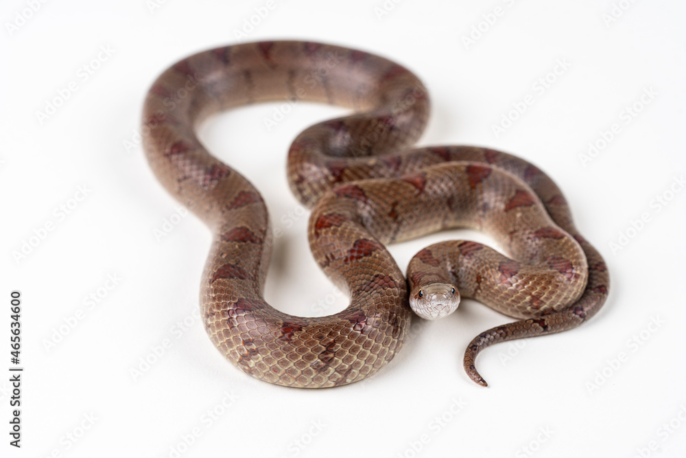 Mole Kingsnake on White background (Lampropeltis calligaster) Mole Kingsnake on White background (Lampropeltis calligaster)
