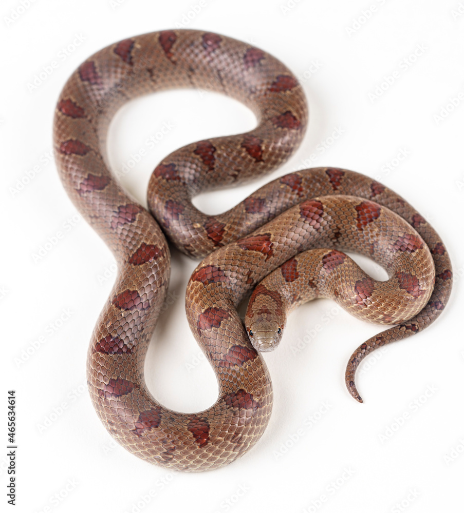 Mole Kingsnake on White background (Lampropeltis calligaster) Mole Kingsnake on White background (Lampropeltis calligaster)