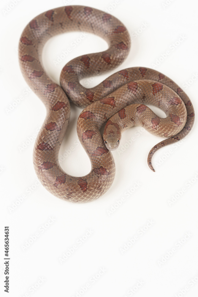 Mole Kingsnake on White background (Lampropeltis calligaster) Mole Kingsnake on White background (Lampropeltis calligaster)