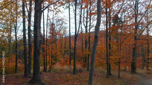 Cinematic movement - pan, right. Beatifull and smooth movement in autumn forest.