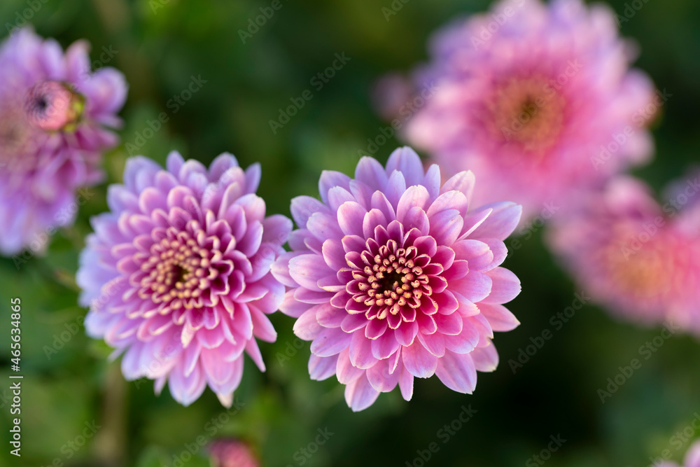 Fototapeta premium All Saint’s Day Flower Chrysanthemums in close view