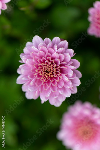 All Saint’s Day Flower Chrysanthemums in close view
