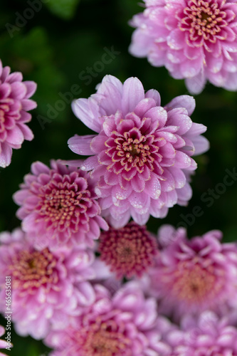 All Saint   s Day Flower Chrysanthemums in close view